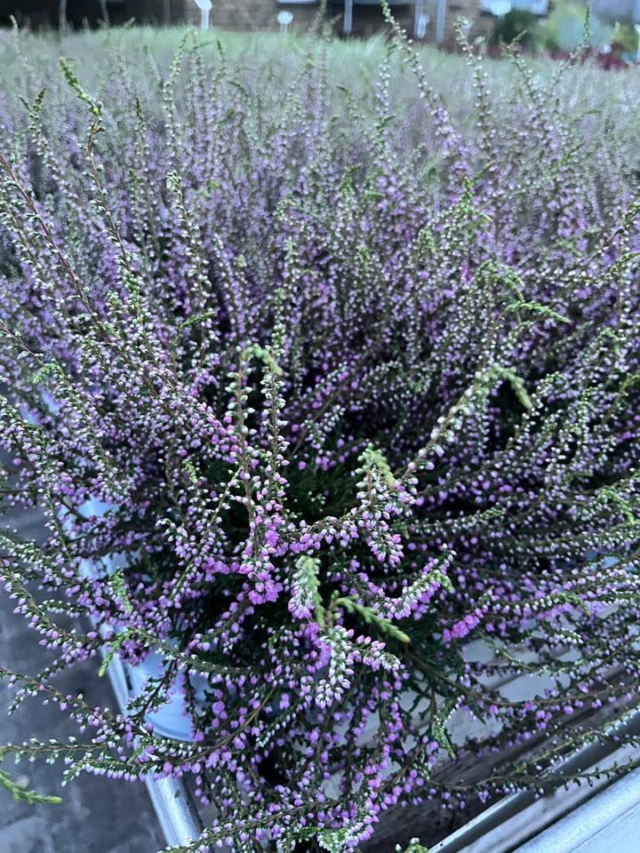 Det nyeste på Horsens’ opslagstavle