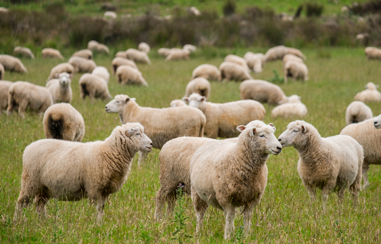 Modtager pris for klimavenlig fåreavl