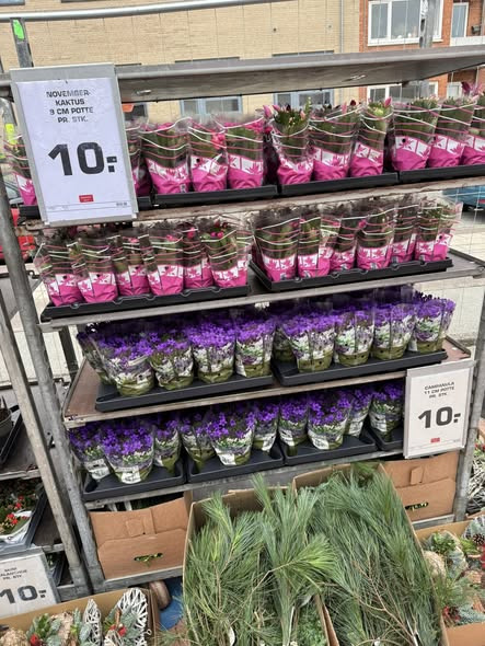 Rema 1000 Jyllandsgade i Ringsted fylder gaden med blomster og gravpynt