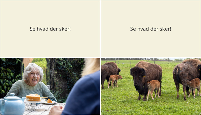 Oplev en spændende weekend i Videbæk: Fredagscafé og Bisonsafari!