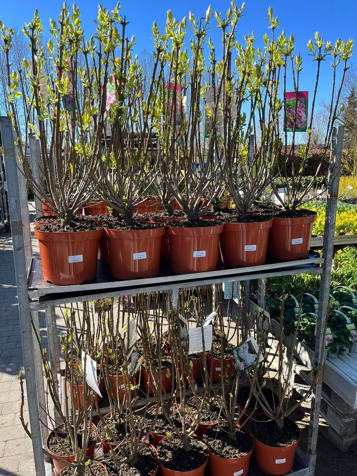 Opslagstavlen: Nyeste opdateringer fra Hedensted