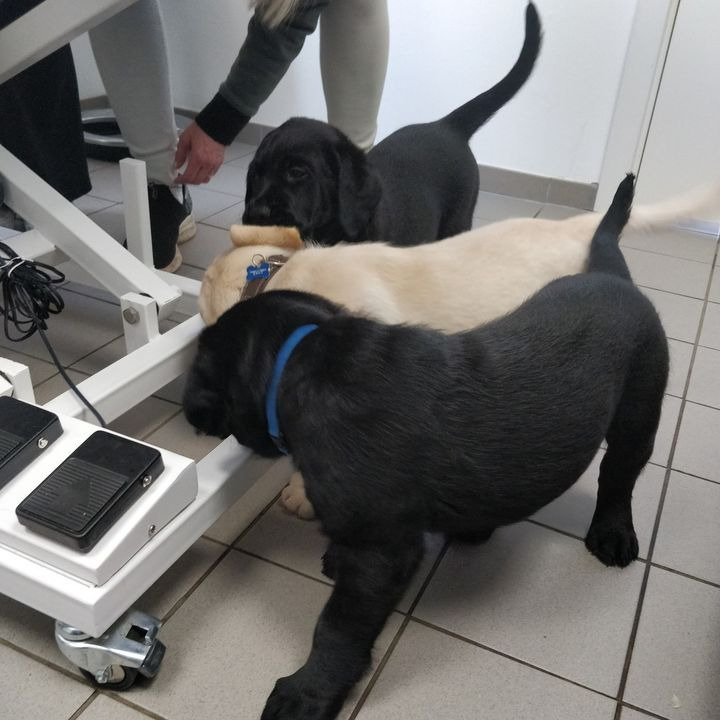 Vet til dig svømmer i hvalpelykke: Labradorhvalpe søger nye hjem