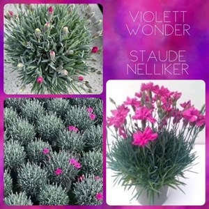 Opslagsbillede
