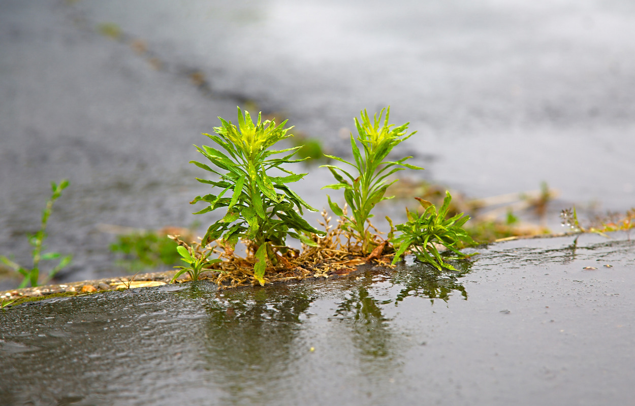 Brønderslev Kommune vil stoppe brug af Roundup
