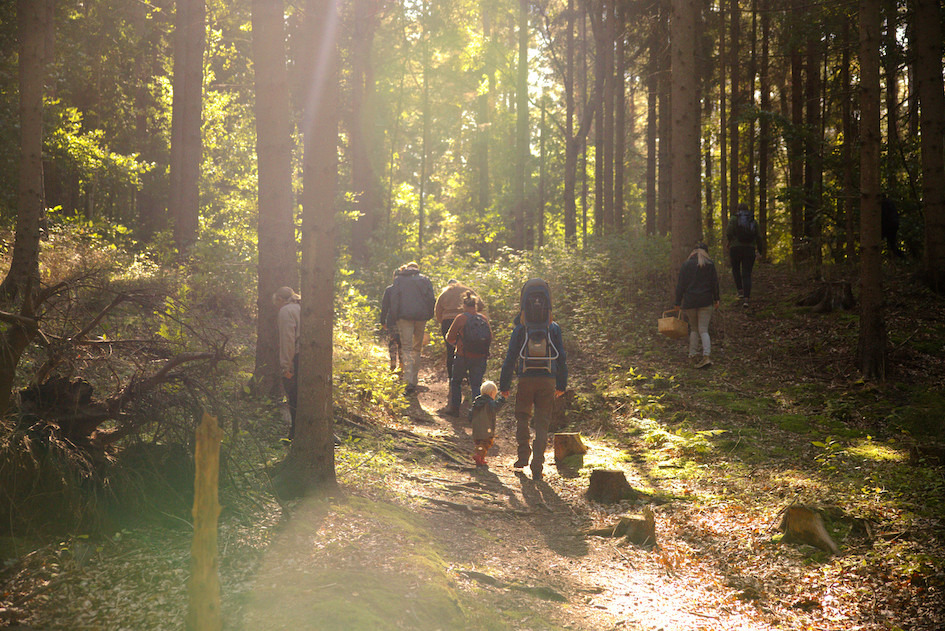 Guidede svampeture i Helsingørs skove