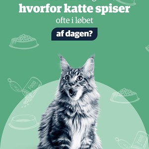 Opslagsbillede