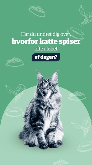 opslagsbillede