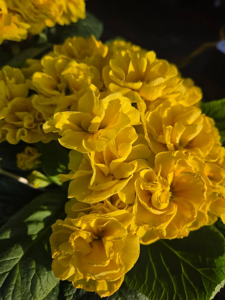 Flore Vida offentliggør åbningstider i påsken og opfordrer til tidlig bestilling af blomster