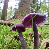 Tag med på sanketur i Naturpark Lillebælt