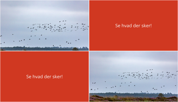 Oplev naturen i Randbøl: Udforsk hedeture og fugleliv i den kommende uge