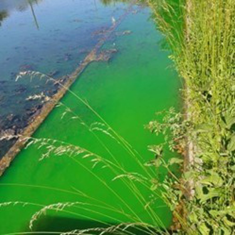 Grønt vand pga. fjernevarmearbejder er ufarligt