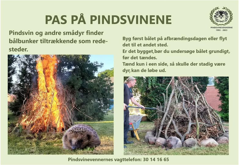 AniCura Aalborg opfordrer til at tjekke bålet for pindsvin før Sankt Hans