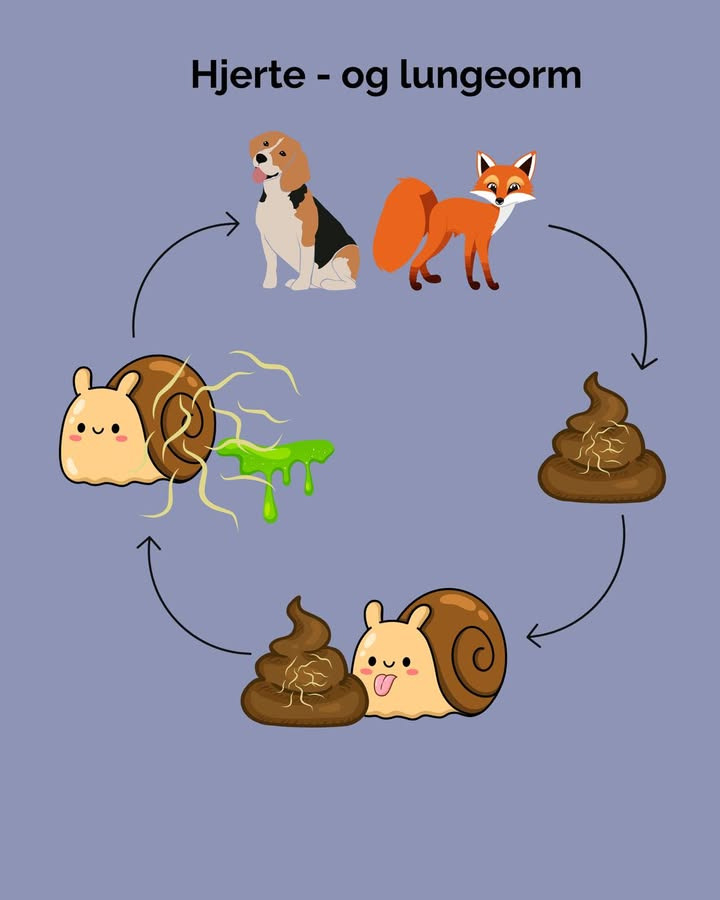 Vodskov Dyreklinik opfordrer til test af hunde for hjerte- og lungeorm i november