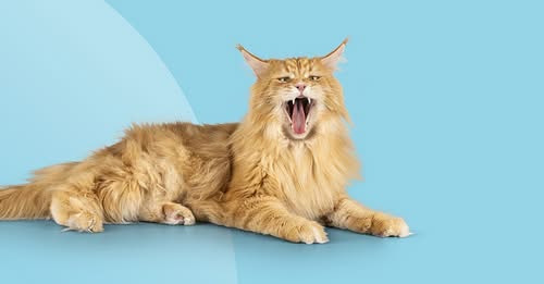 AniCura Dyrehospitalet City Syd tilbyder gratis tandtjek til katte