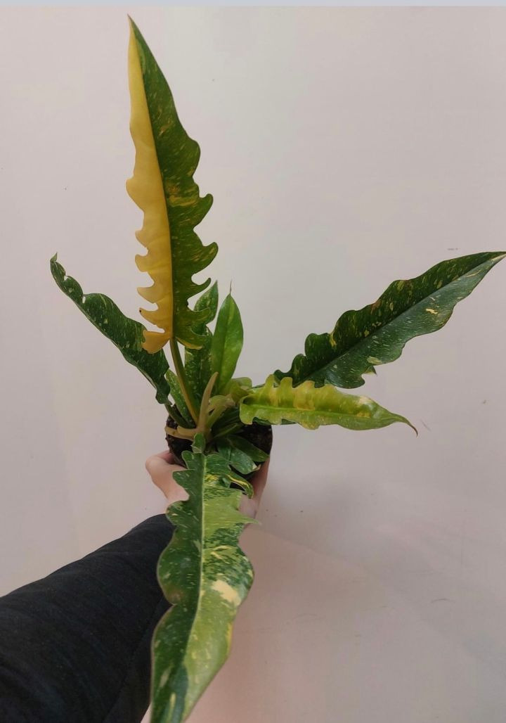 Se dagens updates fra Frederikshavn her