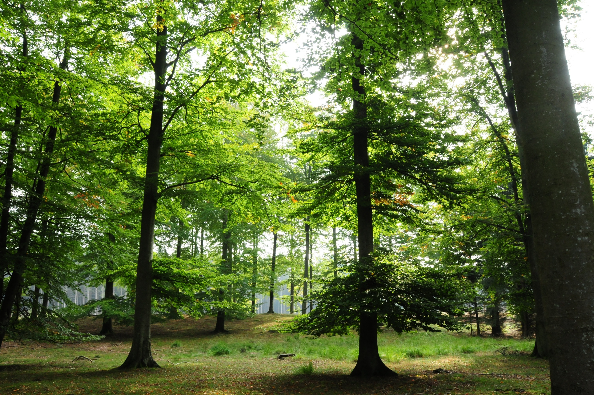 Oplev naturens skønhed ved Vejrhøj