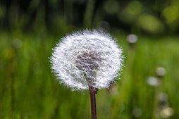 Sommerferielukning hos NordVestBOs kontorer i Holstebro og Struer