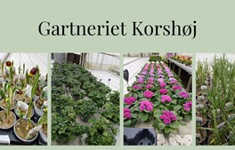 Selvbetjening hos Gartneriet Korshøj: Køb blomster når du vil
