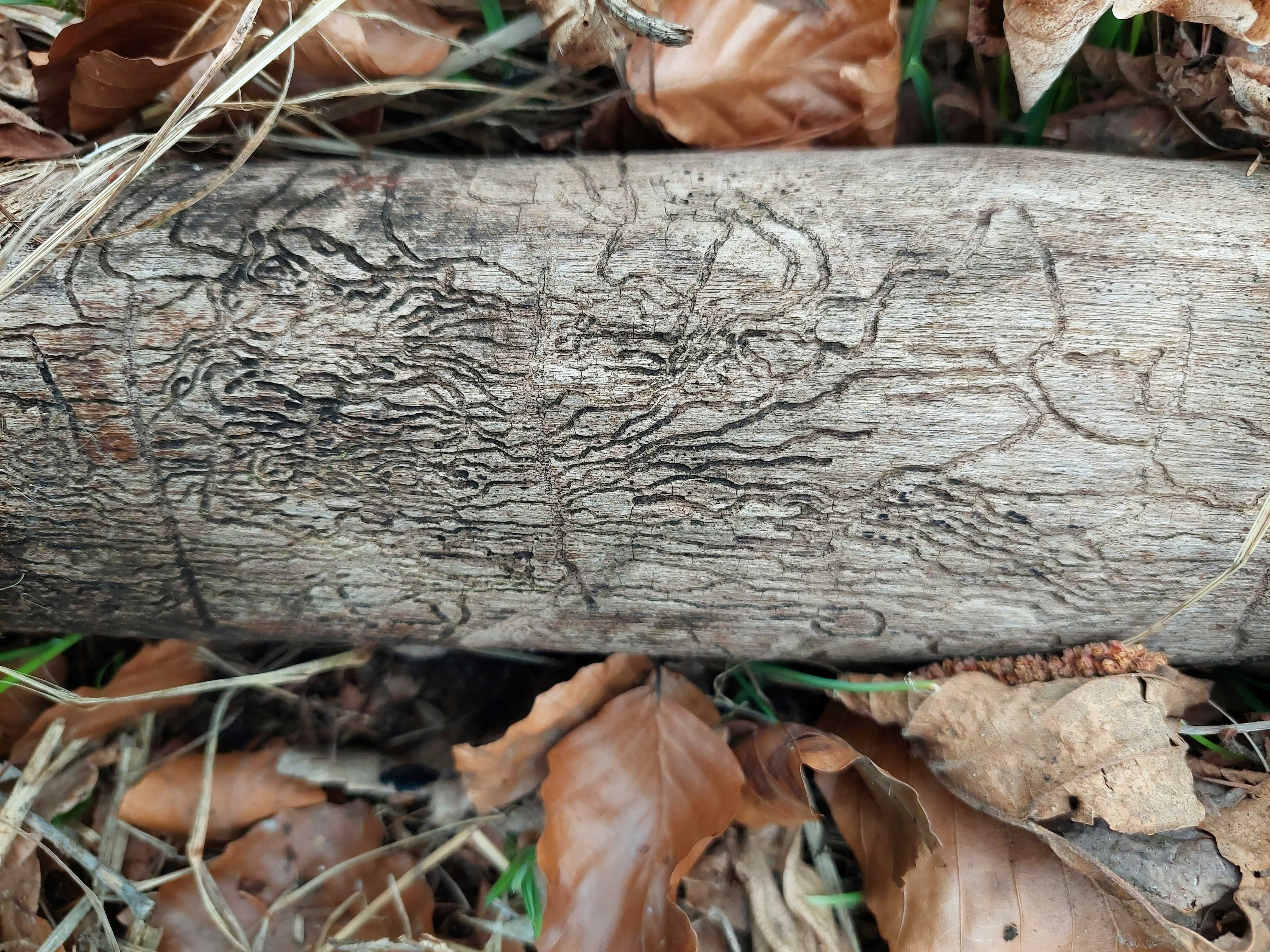 Oplev nordisk skovbad i vinterskoven