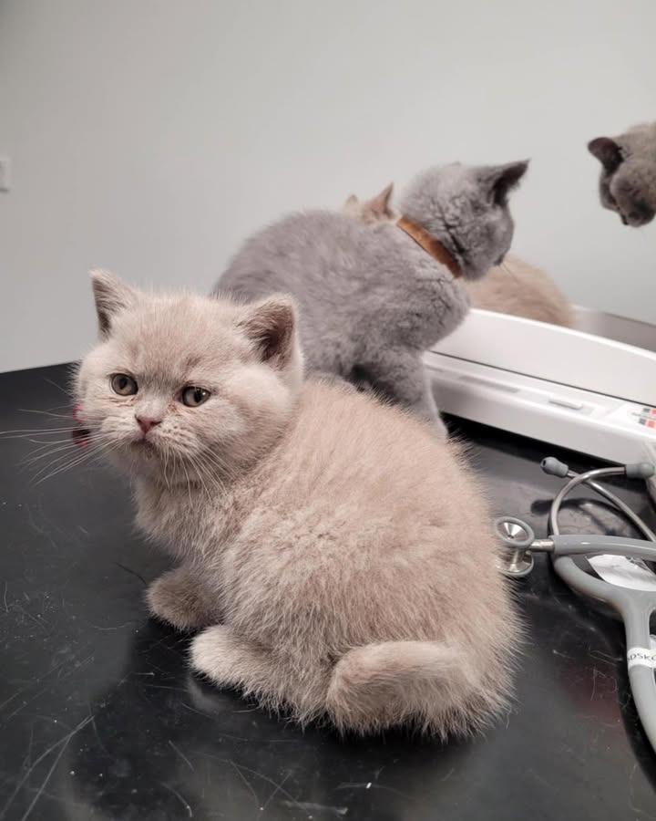 Kærligheden til kattene fortsætter hos Vodskov Dyreklinik v/Thorstein Arnason