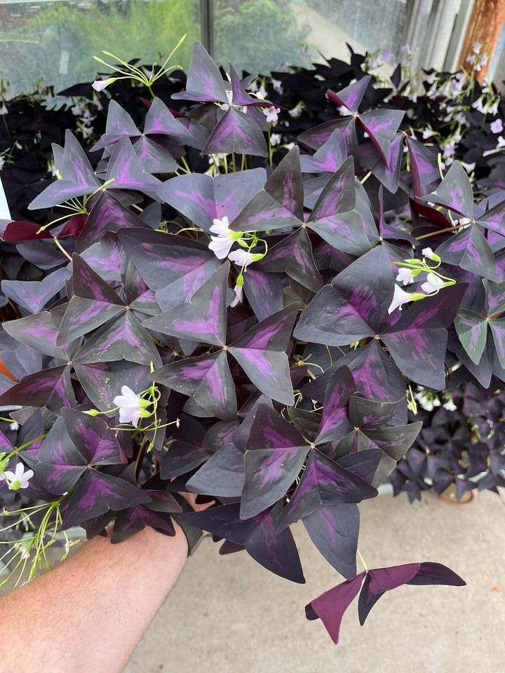 Hold trit med lokalområdet: Nyt fra Horsens