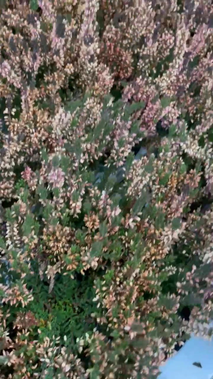 Midtjysk blomstermarked sælger efterårslyng til spotpris