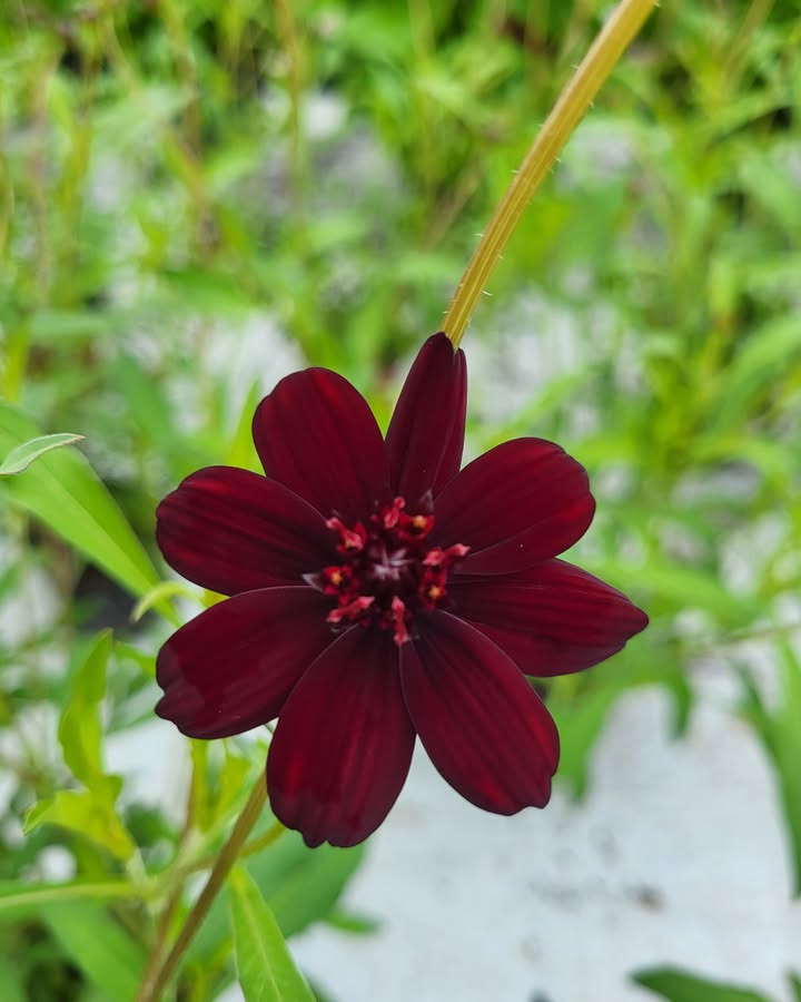 Asmild Plantecenter ApS har stadig masser af sommerblomster i drivhus 2