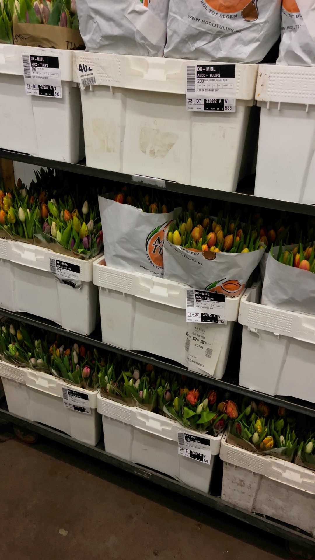 Midtjysk Blomstermarked sælger tulipaner i store bundter til lavpris