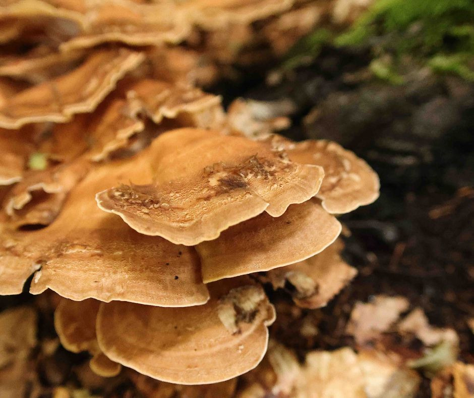 Guidet svampetur i Hellebæk: Lær at finde og tilberede vilde svampe