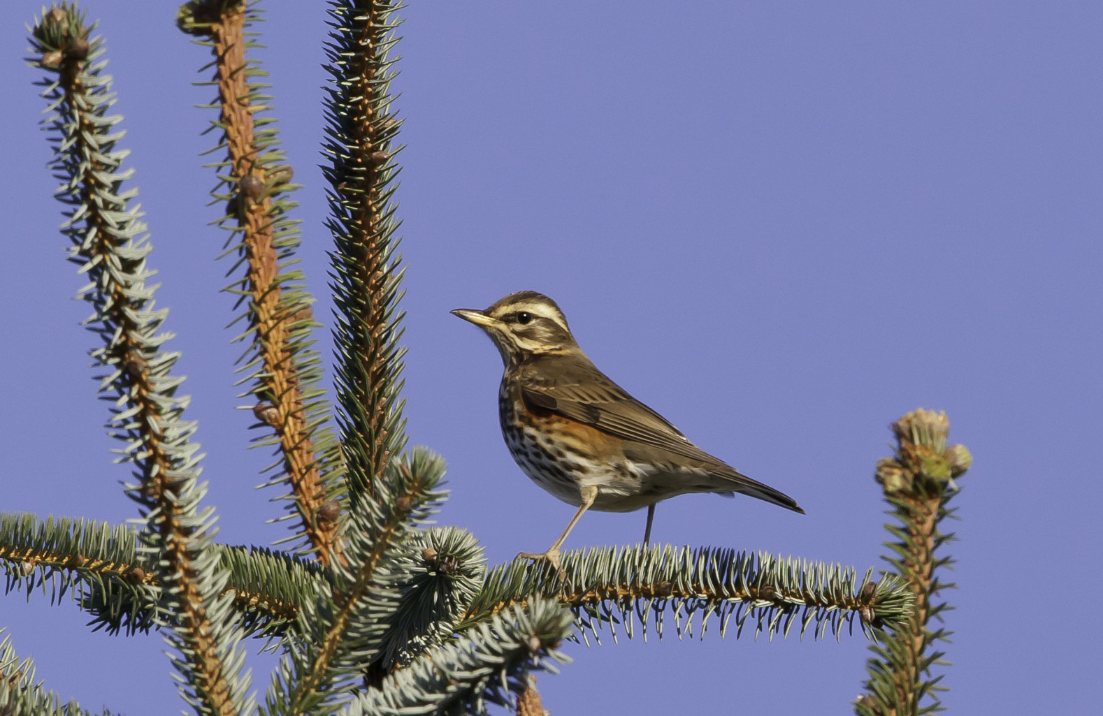 Oplev fuglelivet ved Gundsømagle Sø