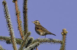 Oplev fuglelivet ved Gundsømagle Sø