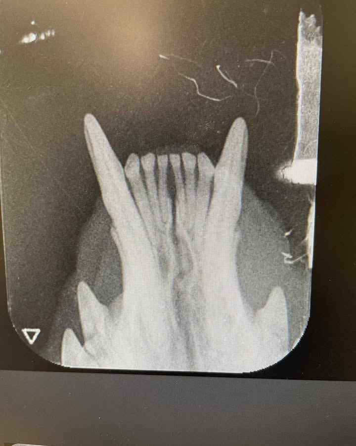 Vodskov Dyreklinik understreger vigtigheden af tandrøntgen hos katte