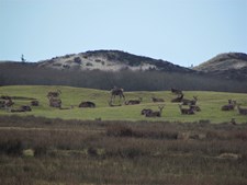 Oplev krondyrenes brunst på tæt hold i Oksbøl