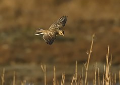 Forårstur til Stormengene: Velkommen til fuglene og naturpleje