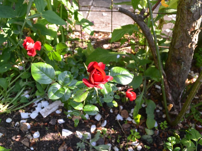 Oplev et rosenparadis i Thisted: Åben Have hos Anne-Grethe Damsgård