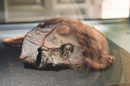 Vendsyssel Historiske Museum: Sidste chance for at opleve halshugget vendelbo i Hjørring