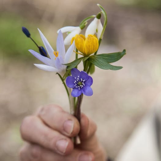 Tulipa Blomster & Havedesign annoncerer sidste åbningsdag i Vindinggårdcenteret