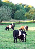 Albertslund Kommune fremmer biodiversiteten med nye tiltag i Egelundsparken som en del af budget 2024