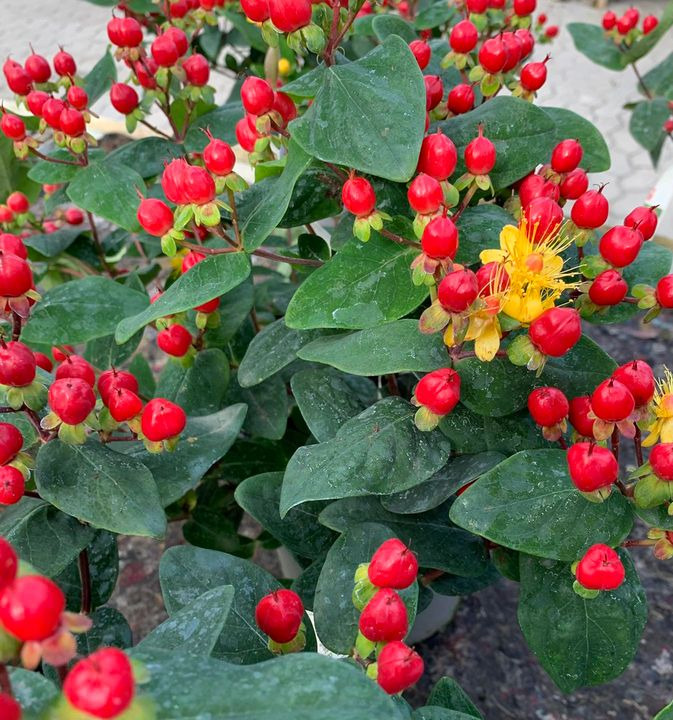 En finger på pulsen i Brønderslev