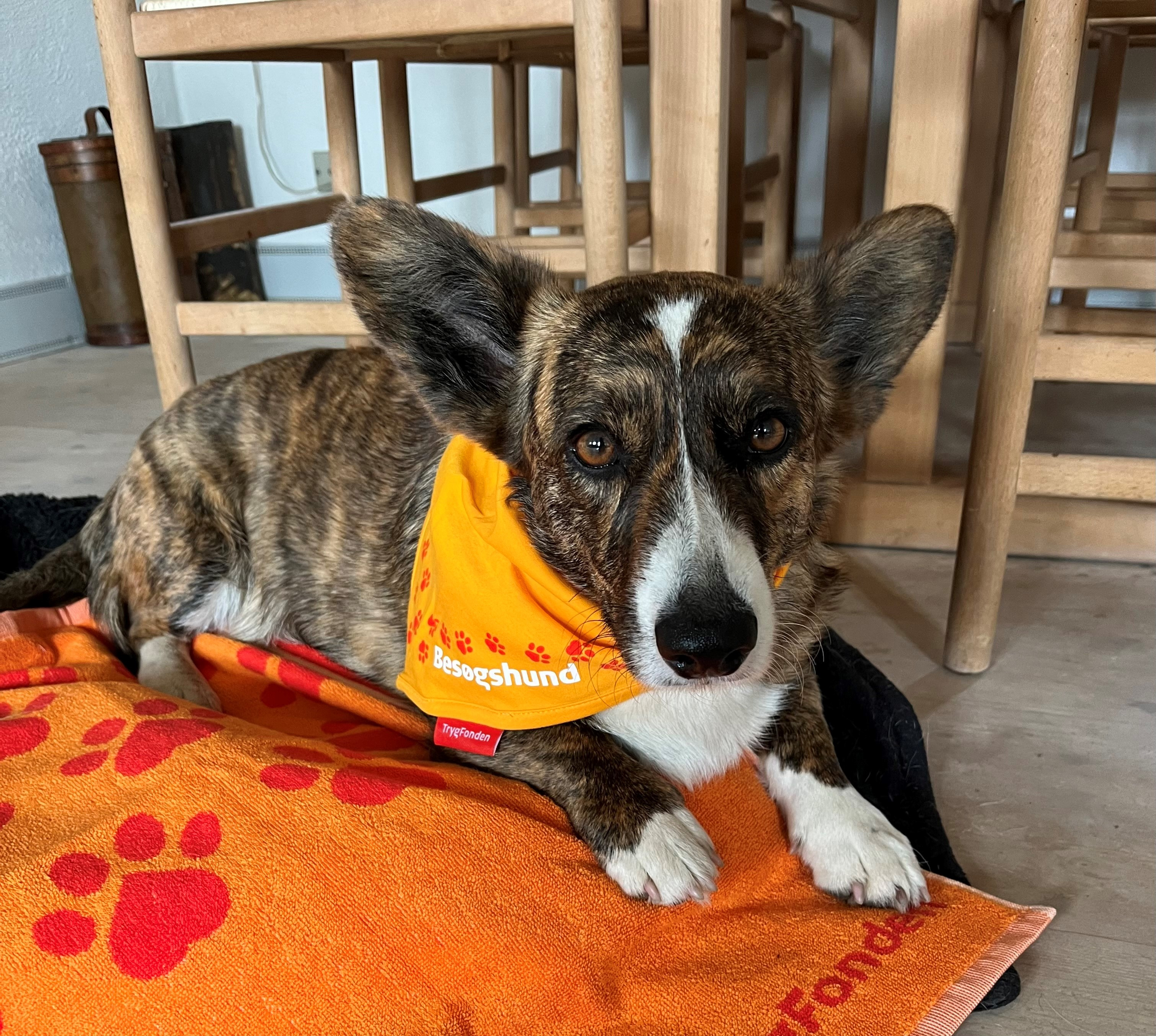 28 hunde skal til optagelsesprøve som besøgshunde i Aalborg