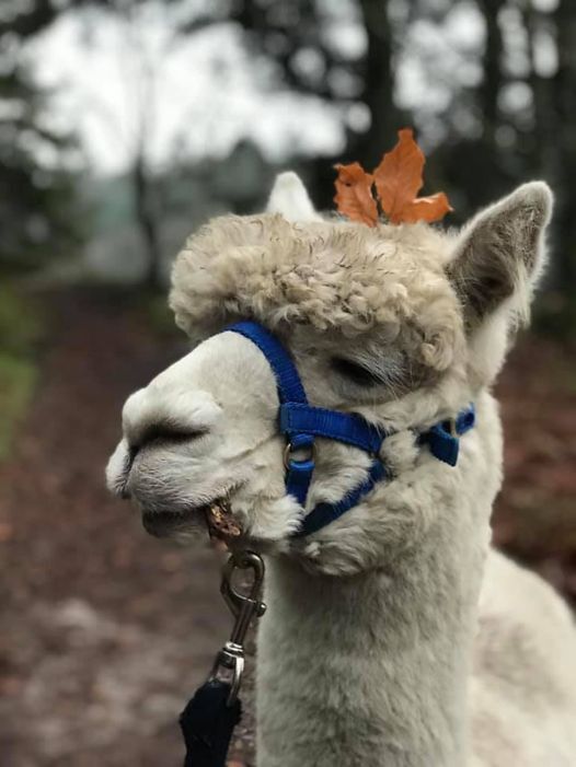 Foreningen Jordforbindelsen - Særlige oplevelser for særlige familier