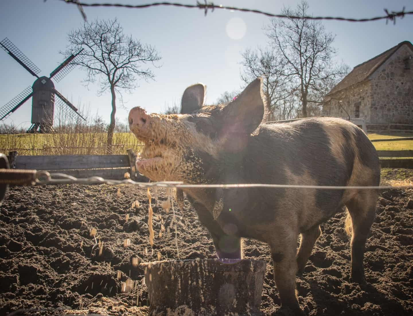 På grund af tørken lider dyrene på Hjerl Hede af mangel på foder