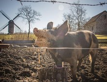 På grund af tørken lider dyrene på Hjerl Hede af mangel på foder
