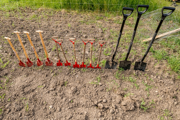 Nyt skovprojekt i Vallensbæk skal fremme biodiversitet og skabe rekreative muligheder