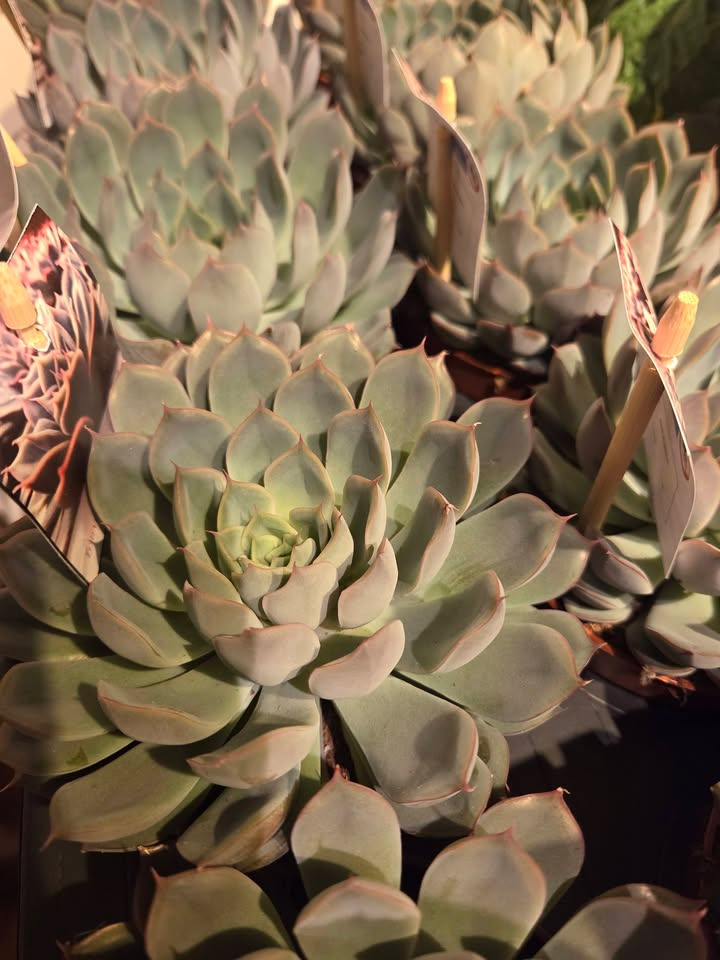 Flore Vida præsenterer nyt plantelæs fra vores leverandør Niels 