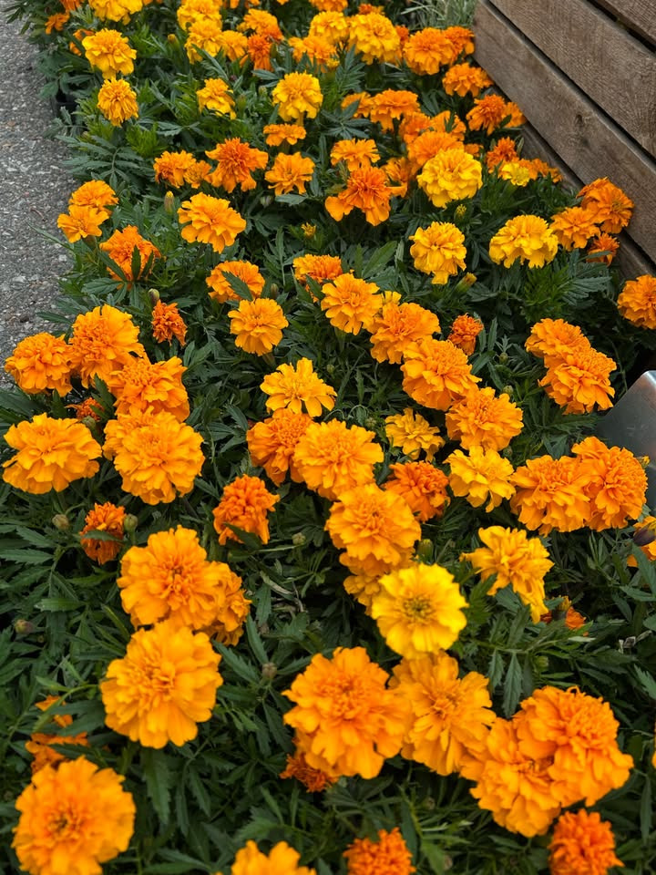 Min Købmand i Asp tilbyder flotte tagetes til kun 5 kr. pr. styk