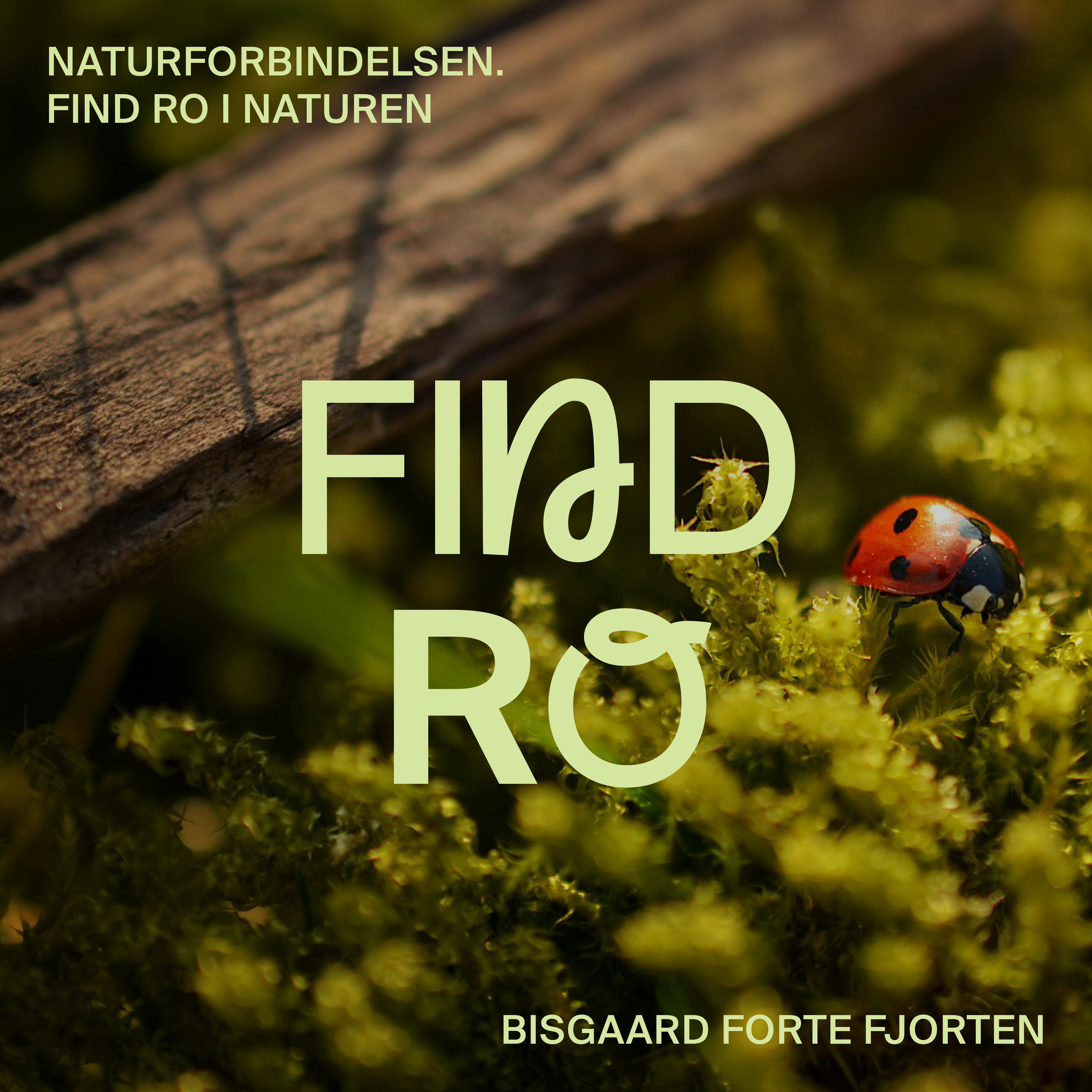 Oplev naturens magi på Bisgaard: Træning, mindfulness og naturklub for børn