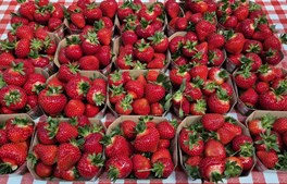 Åbent hus på Jensen Jordbær gården: Masser af friskplukkede jordbær og nygravede kartofler venter på dig og din familie