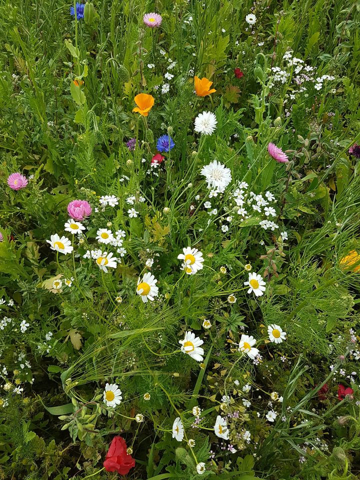 Hold trit med lokalområdet: Nyt fra Sæby