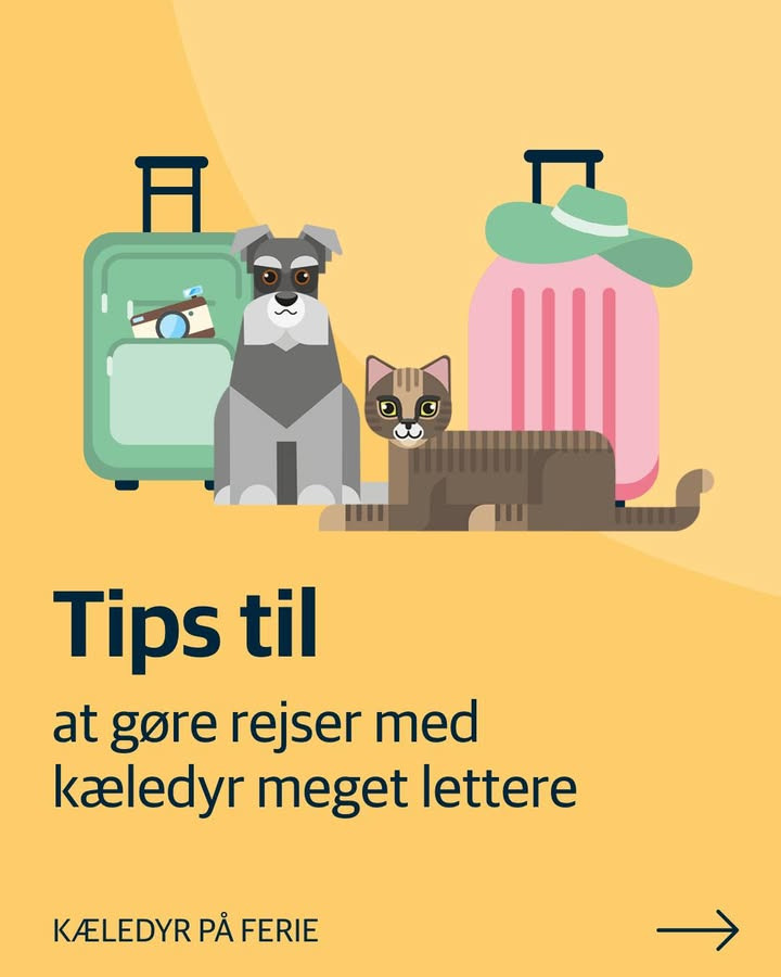 AniCura Hjørring Dyrehospital ApS giver råd om at rejse med kæledyr